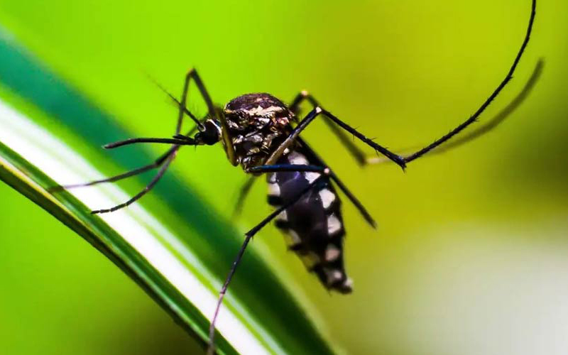 Brasil tem quase mil mortes por dengue em investigação