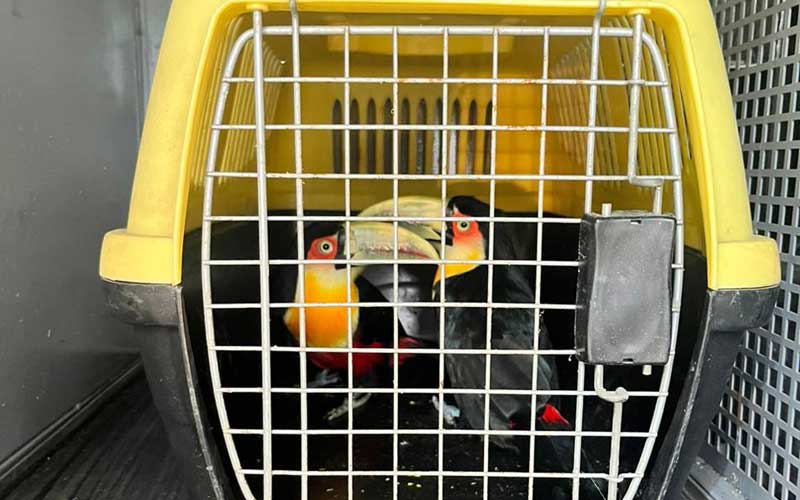 Secretaria do Ambiente e Sustentabilidade e Inea resgatam mais de 40 animais 