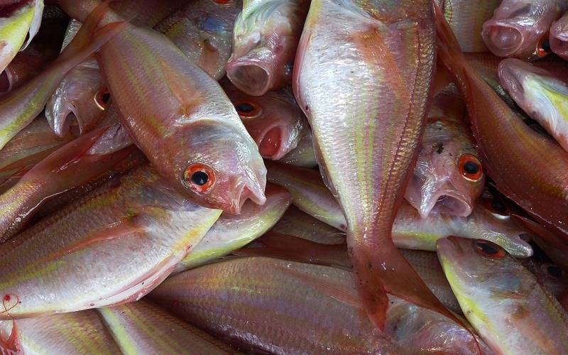 Fiperj dá dicas para escolher peixe de qualidade para Semana Santa