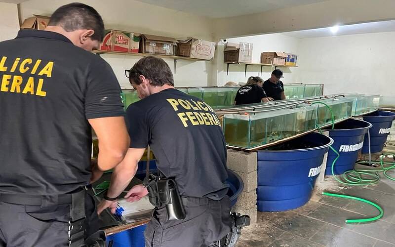 PF investiga comércio ilegal de animais marinhos ameaçados de extinção