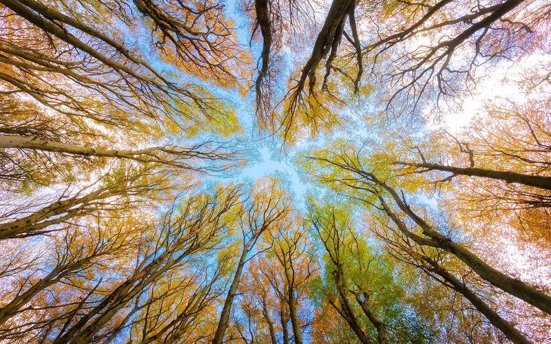 Cobertura florestal mundial perde 3,7 milhões de hectares em 2023