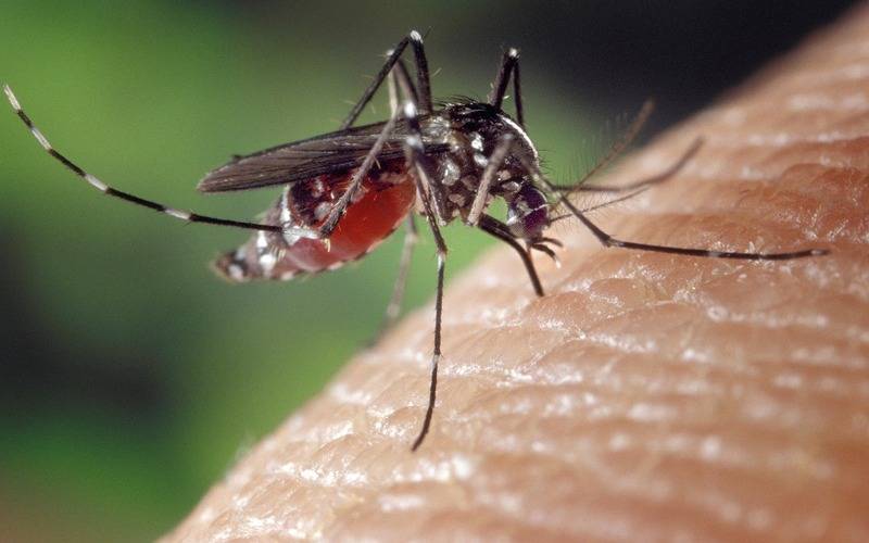 Com quase 300 novos registros, Petrópolis passa de 2 mil casos de dengue