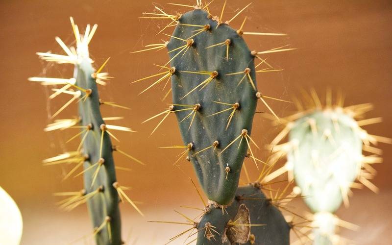 Brasil já perdeu 34 milhões dos 82,6 milhões de hectares da Caatinga