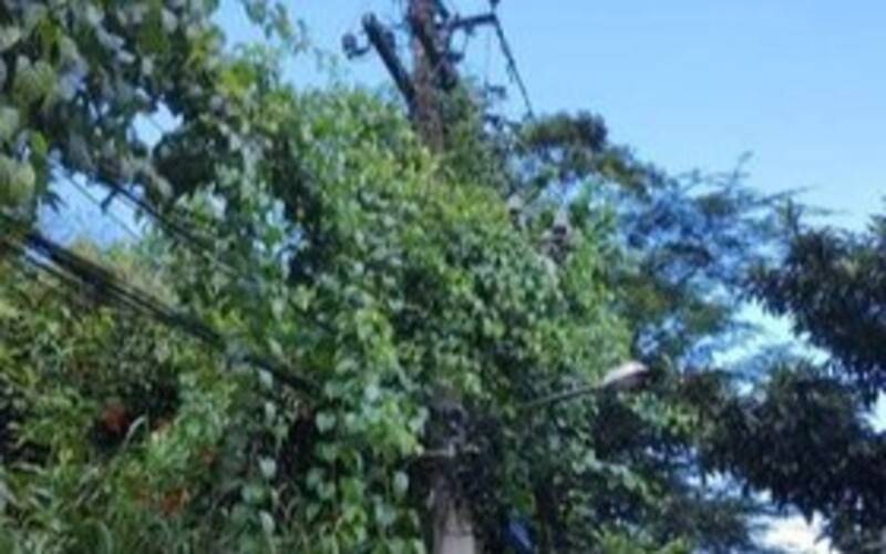 Rede elétrica da Estrada do Ribeirão, em Corrêas, está tomada por vegetação