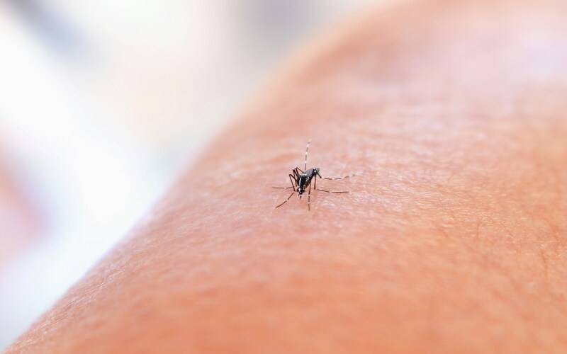 Dengue: Petrópolis tem melhora no cenário epidemiológico