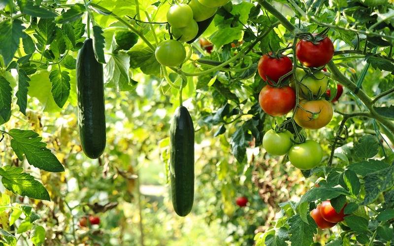 Produção local pode melhorar alimentação em centros urbanos