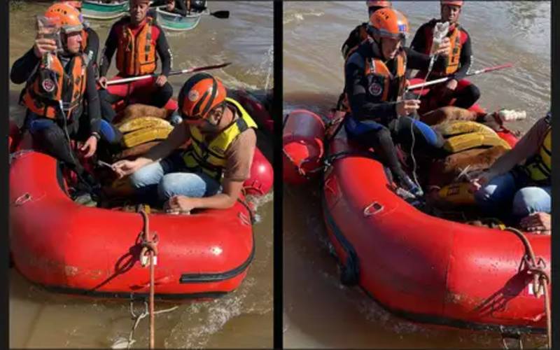 Égua Caramelo é resgatada de telhado de casa no Rio Grande do Sul