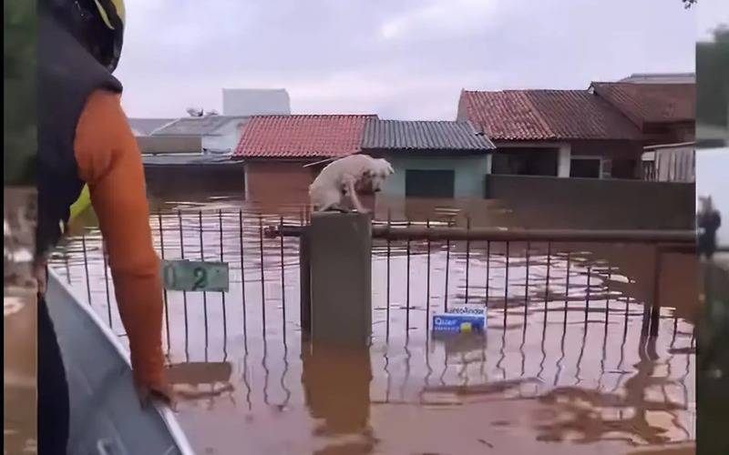 Foto: grupoamorempatas / Instagram