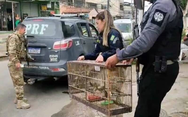 PRF e Polícia Civil realizam operação contra traficantes de animais silvestres