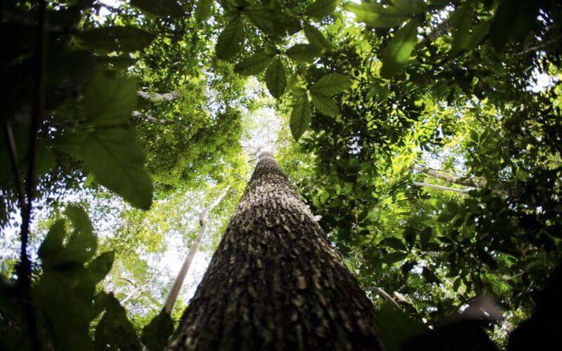 Conhecimento indígena pode melhorar relação com o meio ambiente