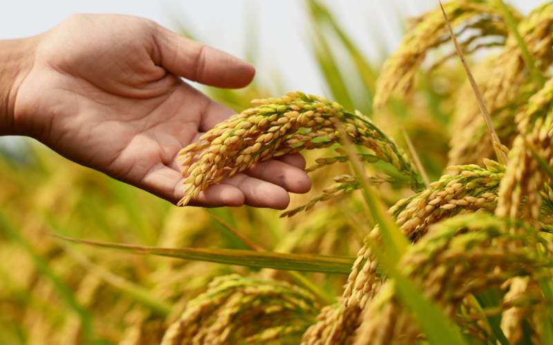 É mentira que arroz importado terá agrotóxicos proibidos no Brasil