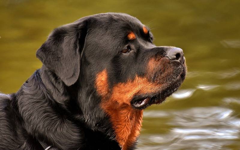 Cerca de 40 cães podem ter sido envenenados em bairro do Rio