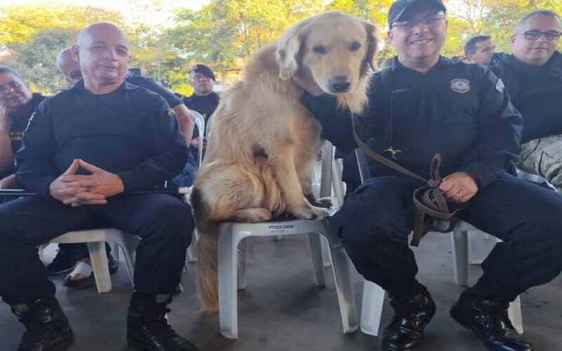 Cão Chico da Guarda Civil de Petrópolis fica entre os 10 melhores de competição em São