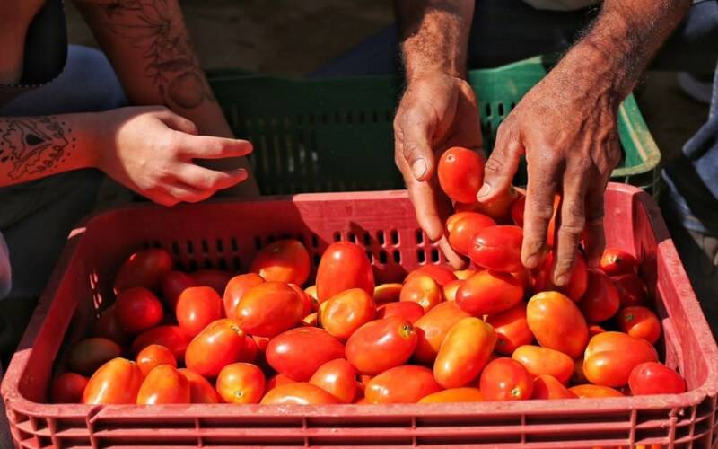 Plano Safra da Agricultura Familiar: R$ 76 bilhões de crédito e juros mais baixos