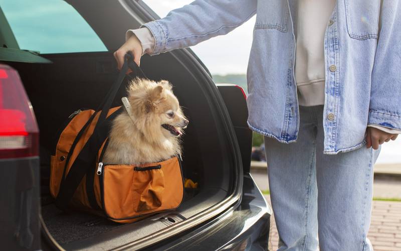 Dicas essenciais para viajar com seu pet nas férias