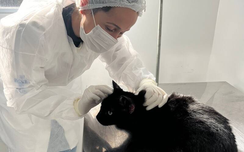 Esporotricose: mais de mil animais atendidos em Petrópolis
