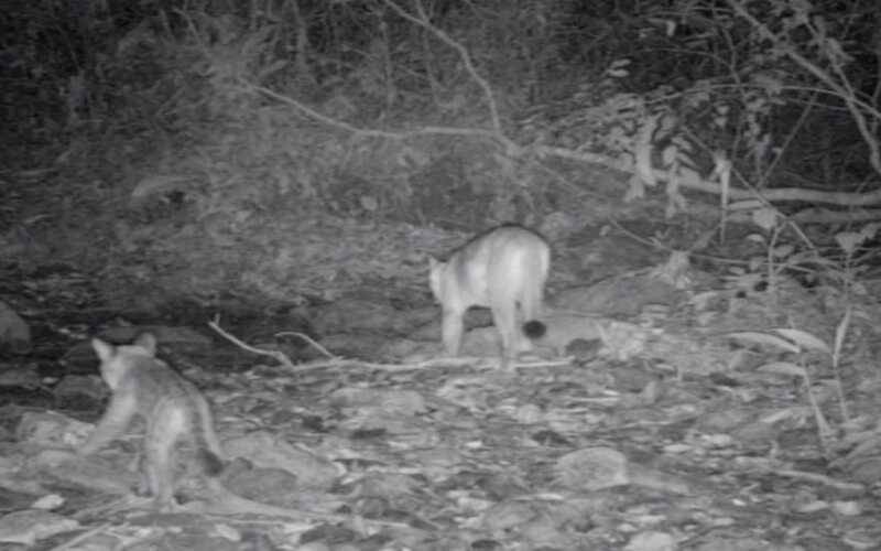 Armadilhas fotográficas registram a presença de onça parda em parque estadual do Inea
