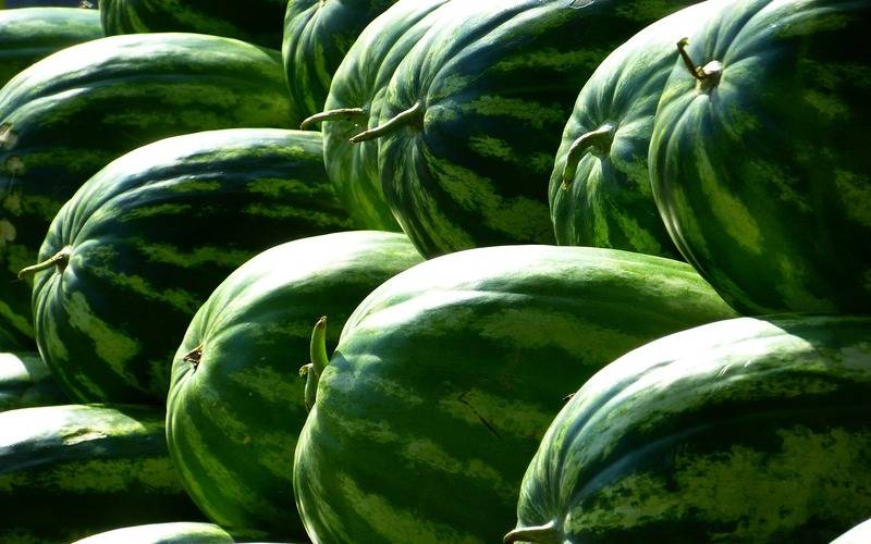 Conab: preços mais baixos para maioria das frutas e hortaliças mais comercializadas