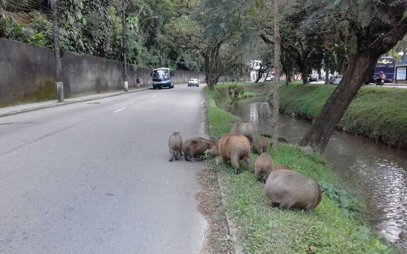 Por que Capivaras são importantes para Petrópolis e devem ser preservadas?