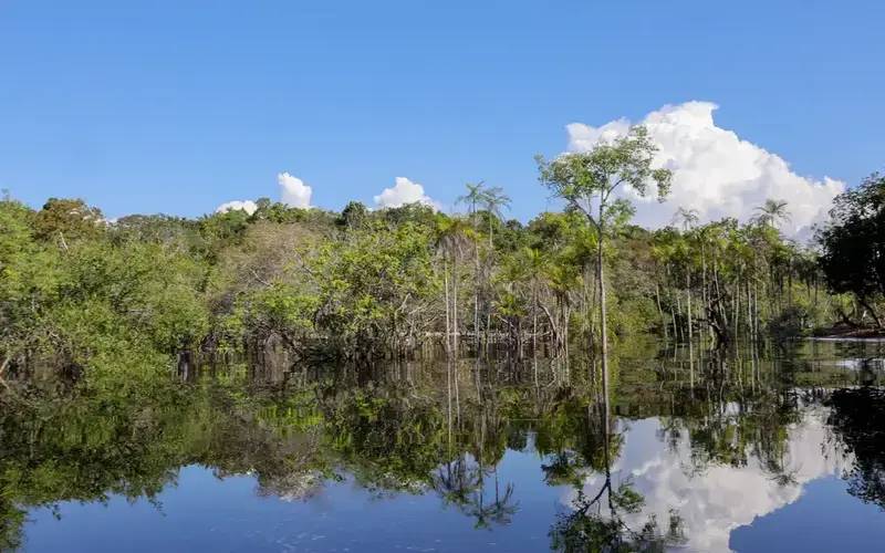 Cientistas desenvolvem tecnologia para desvendar florestas tropicais