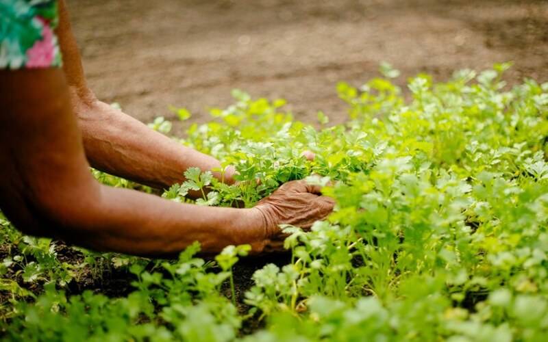 Política Nacional de Agricultura Urbana e Periurbana é sancionada pelo presidente Lula