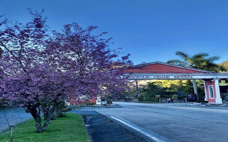 Rota das cerejeiras: uma atração à parte no inverno em Petrópolis