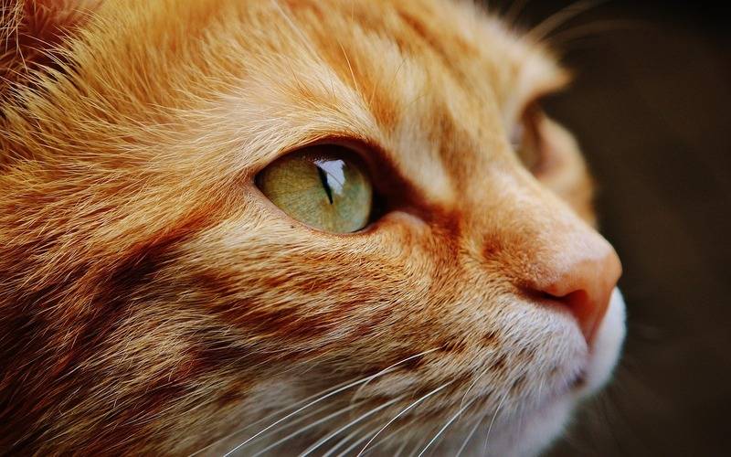 Cadastro para castração de cães e gatos do Alto da Serra e região começa no dia 12