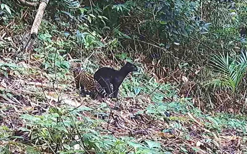 Fenômenos naturais põem em risco de extinção quase 4 mil espécies