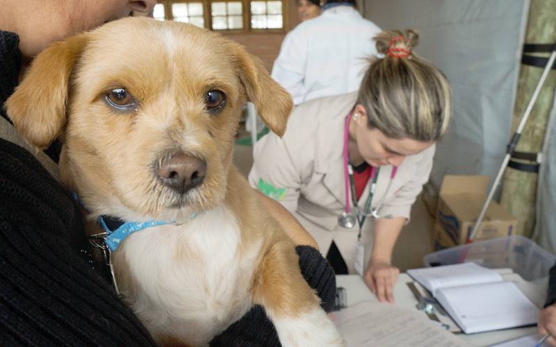 Moradores do Alto da Serra podem cadastrar cães e gatos para castração até se