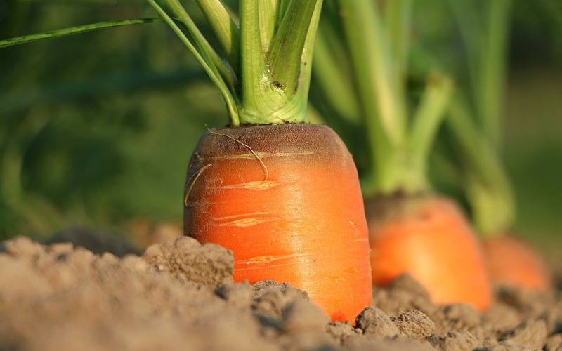 Boletim Prohort: hortaliças e frutas seguem com queda de preços no atacado