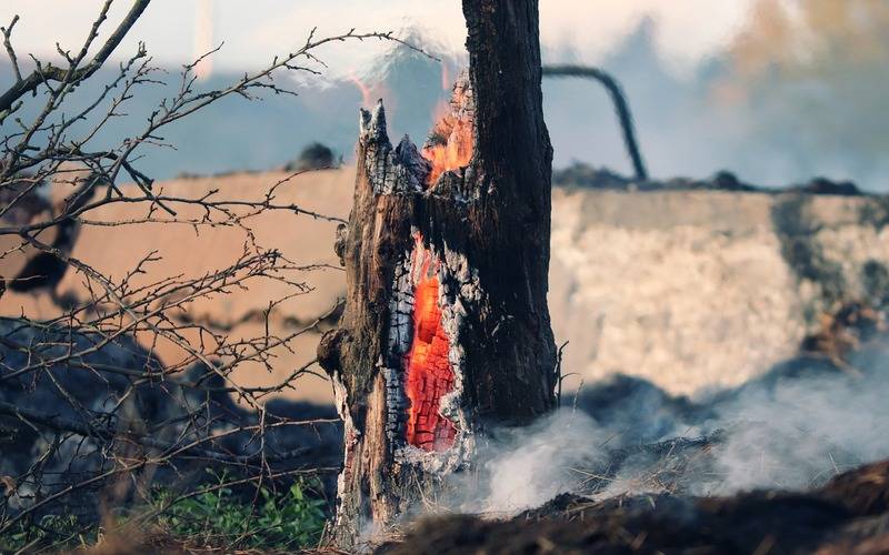 Corpo de Bombeiros do Rio combateu cerca de 14 mil incêndios florestais apenas neste a