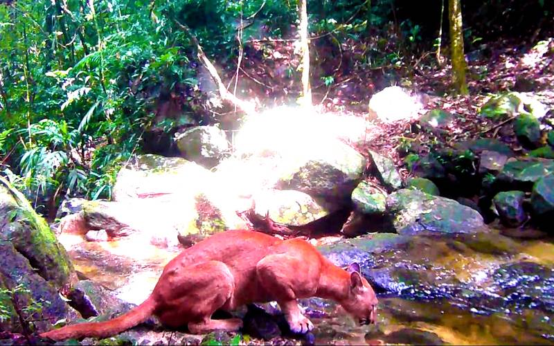 Parque Estadual dos Três Picos realiza Semana da onça-parda