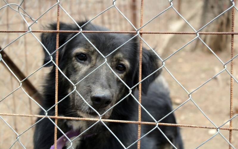 Campanha arrecada casinhas, mantinhas e roupinhas para animais abandonados de Petrópol