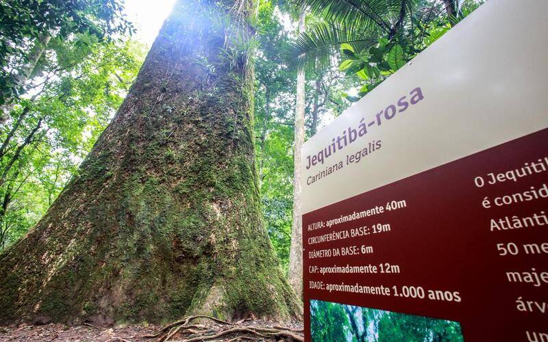 Estrela de Renascer, Jequitibá-rosa milenar impulsiona visitação em parque estadual