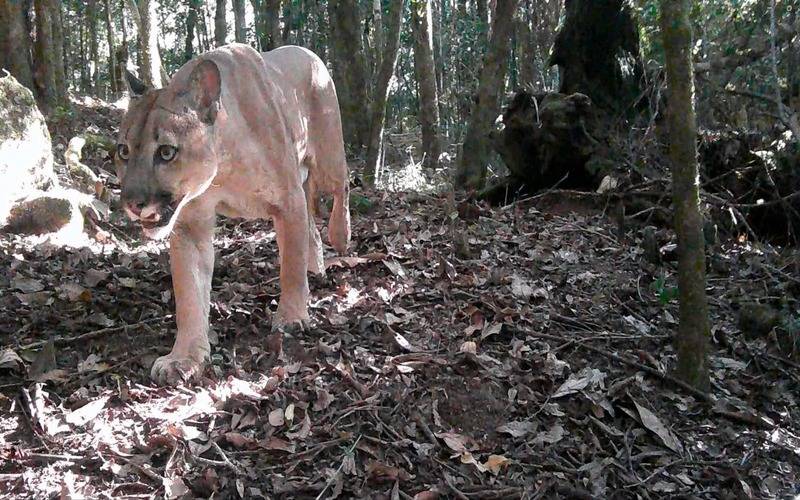 Onça-parda é registrada em trilha do Parque Estadual dos Três Picos, na Região Serrana