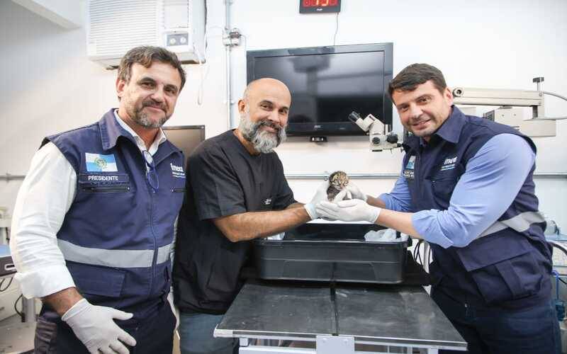 Filhote de  Jaguatirica é resgatado em área de queimada 