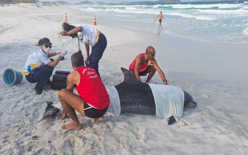 Guarda-vidas auxilia resgate de golfinho em Cabo Frio