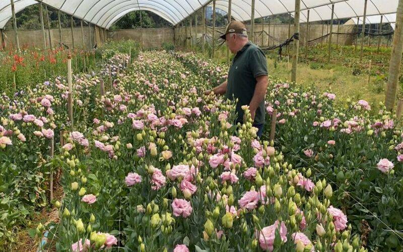 Chegada da Primavera: Estado é destaque na produção de flores de corte