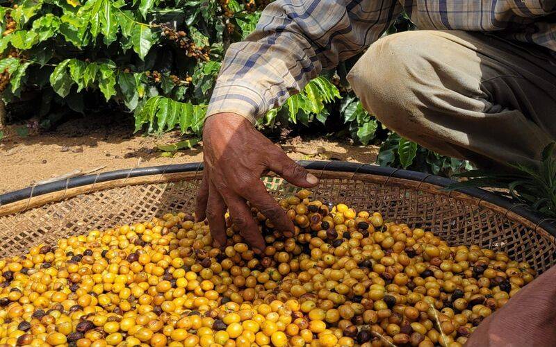 Dia Internacional do Café: Secretaria de Agricultura ressalta o trabalho dos produtore