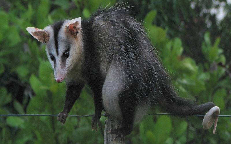 Gambás e Ouriços em Petrópolis e a importância de preservar esses animais