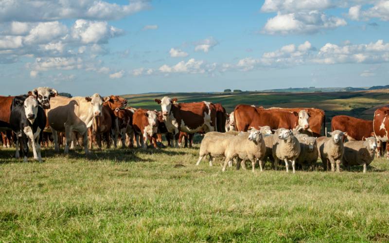 Carne bovina é um dos principais produtos pecuários nas exportações brasileiras