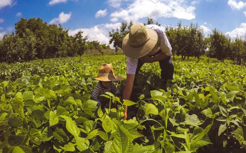 Programa de aquisição de alimentos da agricultura familiar e de pescadores artesanais