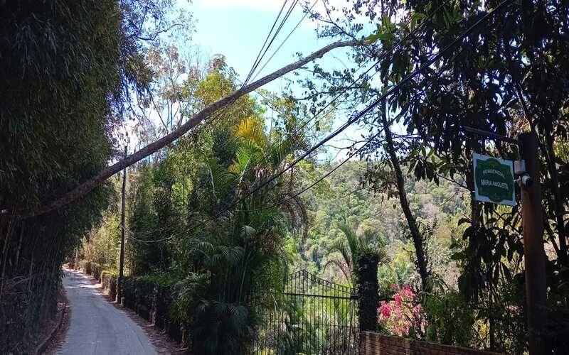 Árvore caída em fiação no bairro Cascata do Imbuí