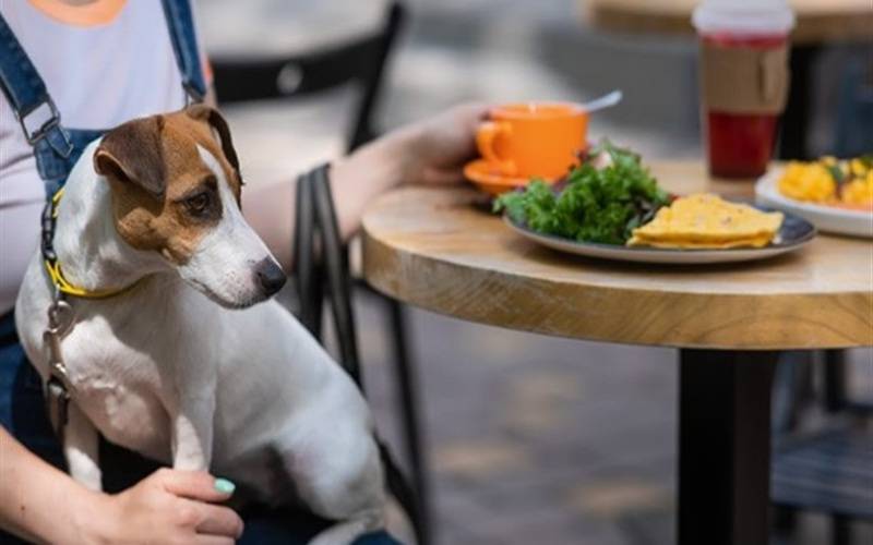 Animais de assistência social não poderão ser impedidos de entrar em estabelecimentos 