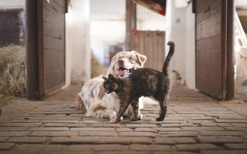 Anvisa regulariza medicamentos a base de Cannabis para o uso em animais