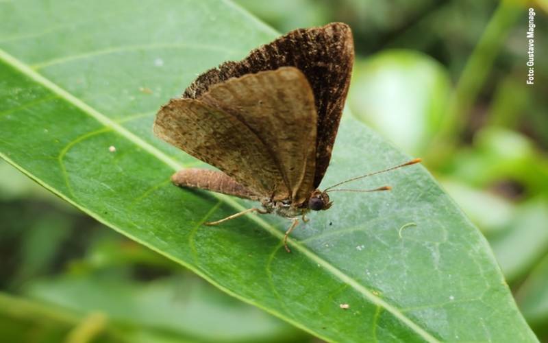 Espécie de borboleta rara, natural de Petrópolis e Nova Friburgo, e ameaçada de extinç