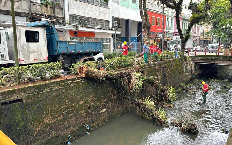 Chuva: árvore cai na Rua do Imperador