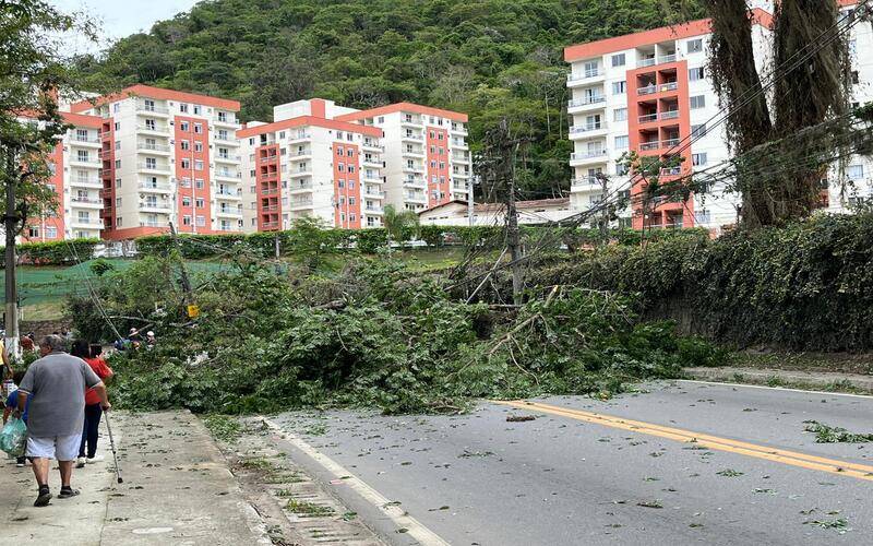 Queda de árvore interdita via e deixa residências sem energia na Estrada União e Indús