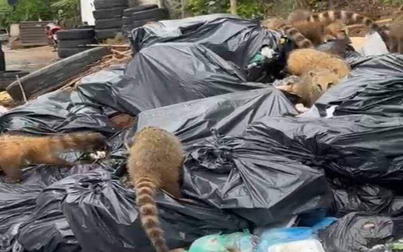 Falta de coleta: quatis são falgrados devorando lixo em Itaipava