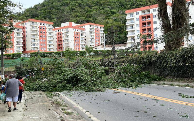 Queda de árvore levanta questionamentos sobre manejo ambiental